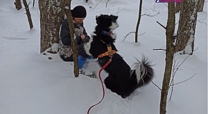 Рязанские собаки-спасатели тренировались искать людей в лесном массиве
